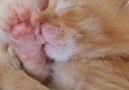Happy Cat - Bebe precioso Facebook