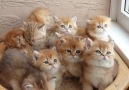 Happy Cats - Wow!!! is cute