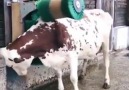 Happy Cow Butt Scratcher