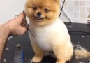 Happy Dog Gets Groomed