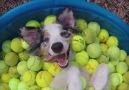 Happy Dog In A Ball Pool