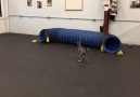 Happy Dogs Chase Each Other Through Play Tunnel