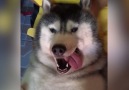 Happy Husky Massage