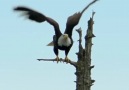 Happy National Bald #Eagle Day