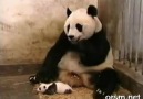 Hapşıran Panda :)