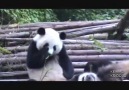 Hapşuruklara boğulan Panda