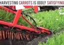 Harvesting carrots is oddly satisfying goo.glPTMLPJ