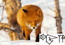 Hasan Turk - sumerian-sümerce-kengerce-fox