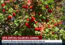 Hasat edilmeye başlanan ilçemizin... - Bünyan Belediyesi