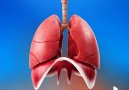Hashem Al-Ghaili - Amazing Facts About Human Lungs Facebook