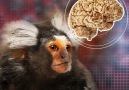 Hashem Al-Ghaili - Scientists used a human gene to grow bigger monkey brains