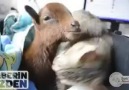 Hasta keçi yavrusunun bakıcısına bakın