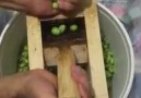 HATAY - Organik milli ve yerli zeytin kırma makinası..