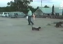 Havai fişek gösterisini trolleyen köpek D D