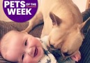 Have a big slice of the Best Pets Of The Week!!