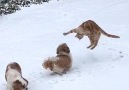 Have you ever seen a cat have so much fun in the snow!