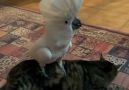Have you ever seen a cockatoo barking on a cat!! & IG