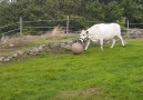 Have you ever seen a cow play fetch with a giant ball