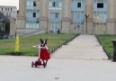 Have you ever seen a dog ride a scooter