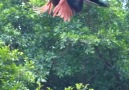 Have You Ever Seen a Peacock Flying