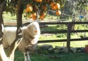 Have you ever seen a sheep eating a juicy orange
