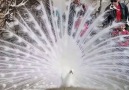 Have you ever seen a white Peacock