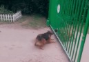 HAVLAYAN KÖPEK ISIRMAZ SÖZÜNÜN RESMİ KANITI...D