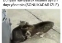 Havlayarak kedilerin kavgasını bitirdi...