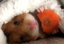 Havuç yiyen hamster