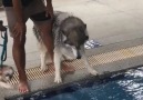 Havuza Girmemek İçin Sahibi ile Tartışan Köpek )