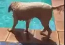 Havuza kaçan topu almak isteyen köpek aklını kullandı.