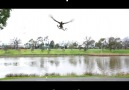 Hawk Drops Snake On Family