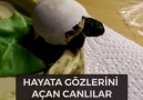 Hayata gözlerini açan canlılar