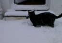 hayatında ilk kez kar gören kedi!!!mutlaka seyredin! Beğendim Paylaştım