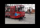 HAYATINDAN BEZMİŞ BİR KÖPEK....:D