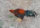 Haydutun neşesi yerinde maşallah...