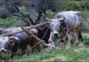 Hayırlı nurlu***akşamlar ().. Keyifle Dinleyin