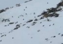 HAY MAAŞALLAH DAĞ YÜRÜYOR DEDİKLERİ BU OLSA GEREK