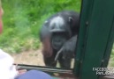 Hayvanat Bahçesinden Kaçmak İçin Yardım İsteyen Maymun