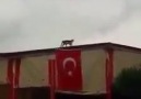 Hayvan deyip geçmeyin içimizde bu Kedi kadar olamayan çok soysuz var!