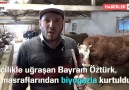 Hayvan gübresinden biyogaz üreterek tüp masrafından kurtuldu!