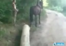 HAYVANLARA EZİYET EDEN HERKESİN SONU BÖYLE OLUR