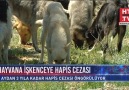 Hayvanlara işkence yapanlara hapis cezası geliyor...