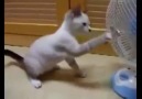 Hayvanlar alemi - komik kedi videoları D