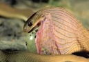 hayvanlar alemi - yılan ın yumurtayı yutması