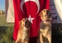 Hayvanların hepsiniinsanların bazılarını seviyorum