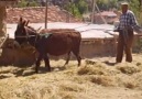 Hazan Mı Değdi Gülüme Sararmış Yaprak Gibi