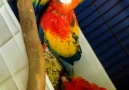 Healthy Scarlet Macaw babies Available