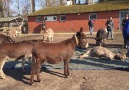 Heartbroken Donkeys Mourn Death of Friend