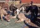 Heartbroken donkeys mourn the death of their friend Credit storyful